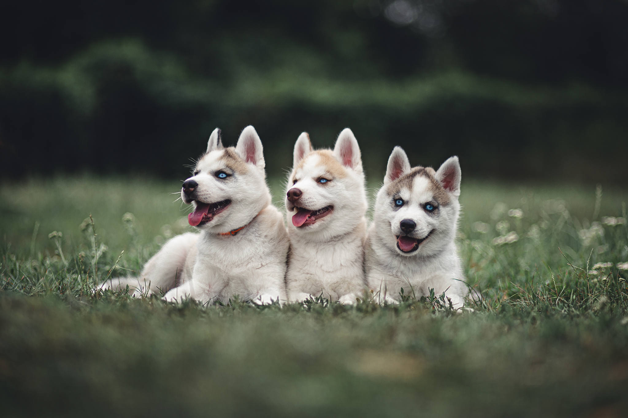 psie przedszkole białystok